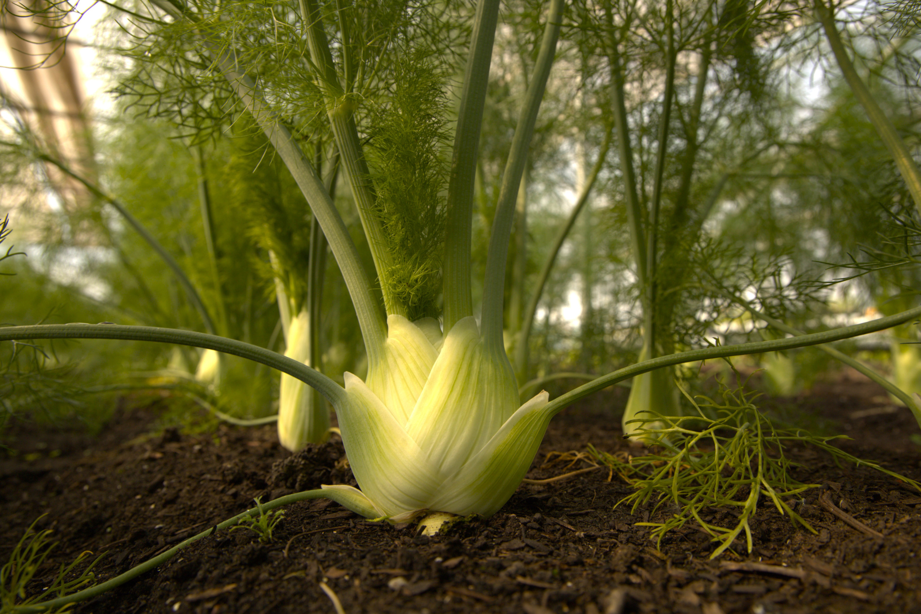De oogst of het gerecht?